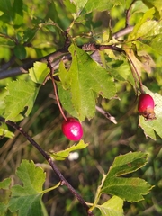 Crataegus laevigata