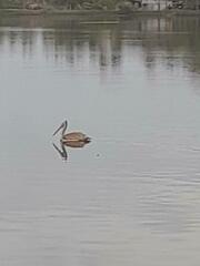 Pelecanus philippensis