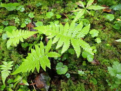 Phegopteris connectilis