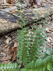 Polystichum acrostichoides