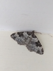 Xanthorhoe fluctuata