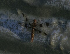 Plathemis lydia