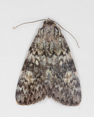 Catocala lineella