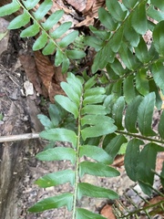 Polystichum acrostichoides