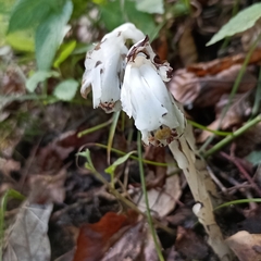 Monotropastrum humile