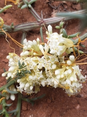Cuscuta campestris