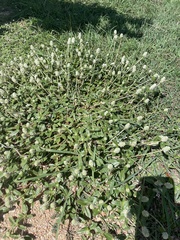 Gomphrena