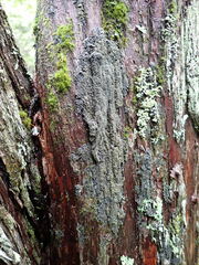 Fuscopannaria sorediata