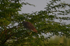 Ardeola grayii