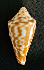 Conus recurvus