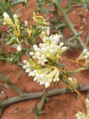 Cuscuta campestris