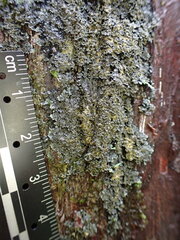 Fuscopannaria sorediata