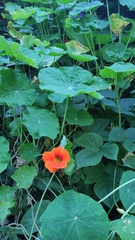 Tropaeolum majus