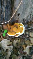 Ganoderma resinaceum