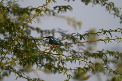Alcedo atthis