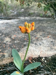 Ornithogalum maculatum