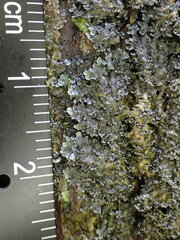 Fuscopannaria sorediata