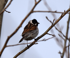 Emberiza schoeniclus