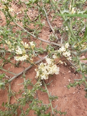 Cuscuta campestris