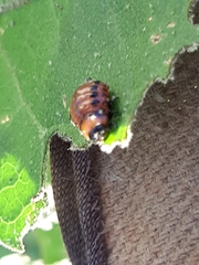 Leptinotarsa decemlineata