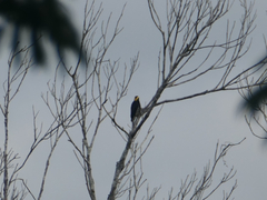 Melanerpes cruentatus