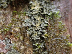 Fuscopannaria sorediata