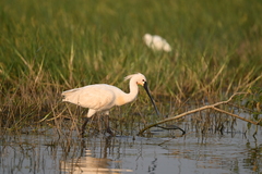 Platalea leucorodia
