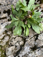Erigeron philadelphicus provancheri