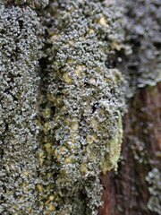 Fuscopannaria sorediata