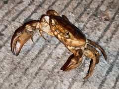 Gecarcinucidae
