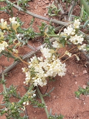 Cuscuta campestris