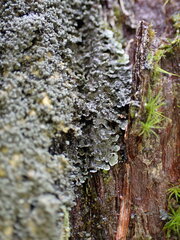 Fuscopannaria sorediata