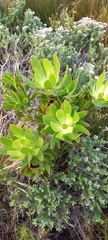 Leucadendron gandogeri