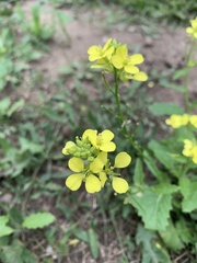 Rhamphospermum arvense