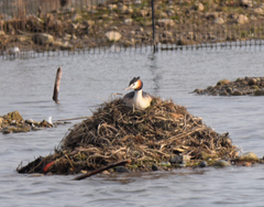 Podiceps cristatus