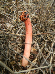 Lysurus periphragmoides