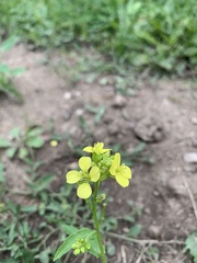 Rhamphospermum arvense