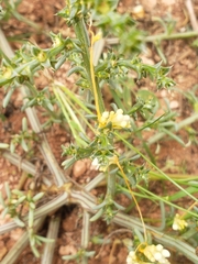 Cuscuta campestris