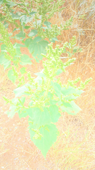 Cyclachaena xanthiifolia