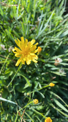 Scorzoneroides autumnalis