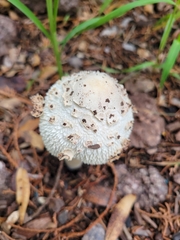 Chlorophyllum molybdites