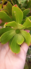 Leucadendron gandogeri