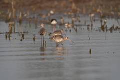Limosa limosa