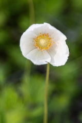 Anemonoides sylvestris