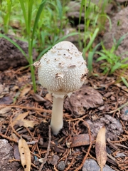 Chlorophyllum molybdites