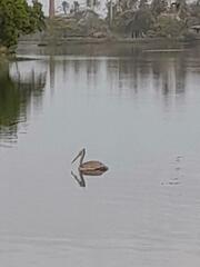 Pelecanus philippensis