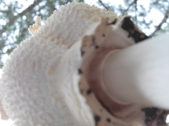 Chlorophyllum molybdites