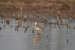 Limosa limosa