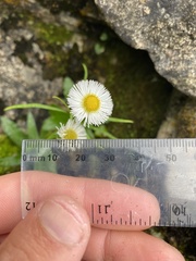 Erigeron philadelphicus provancheri