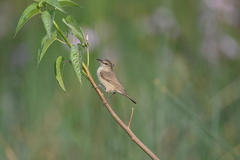 Acrocephalus stentoreus